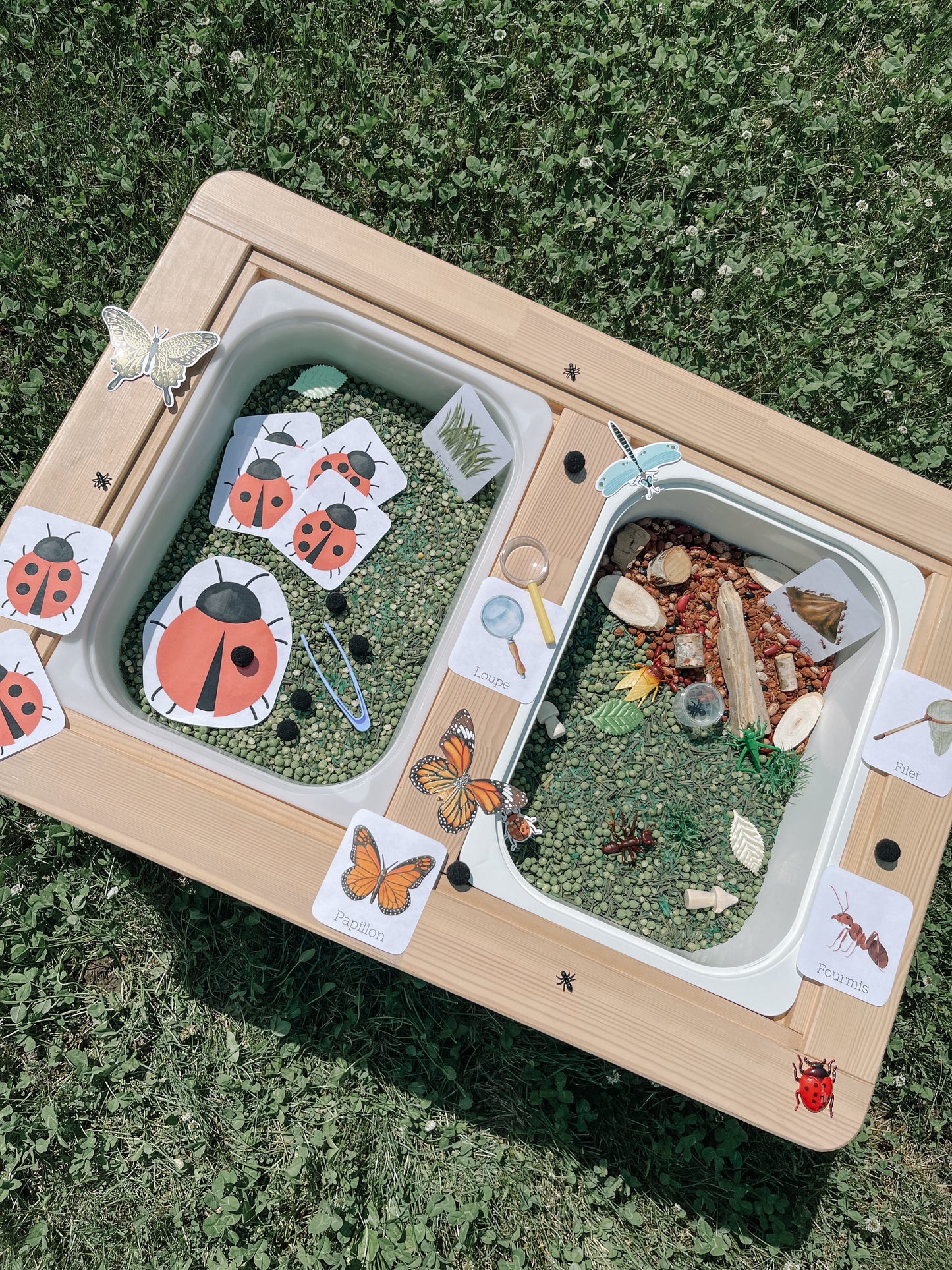 Boite sensorielle Insectes
