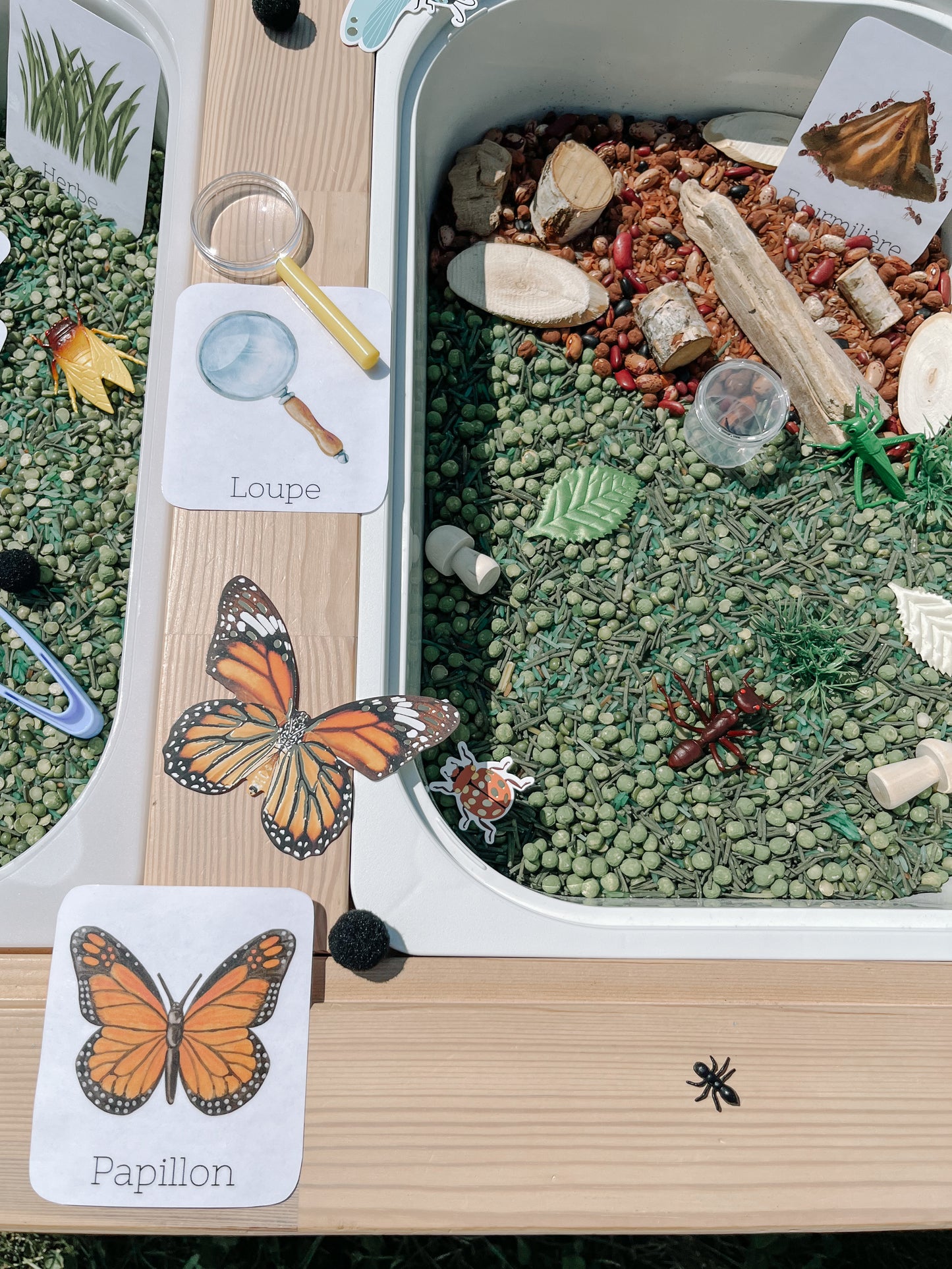 Boite sensorielle Insectes