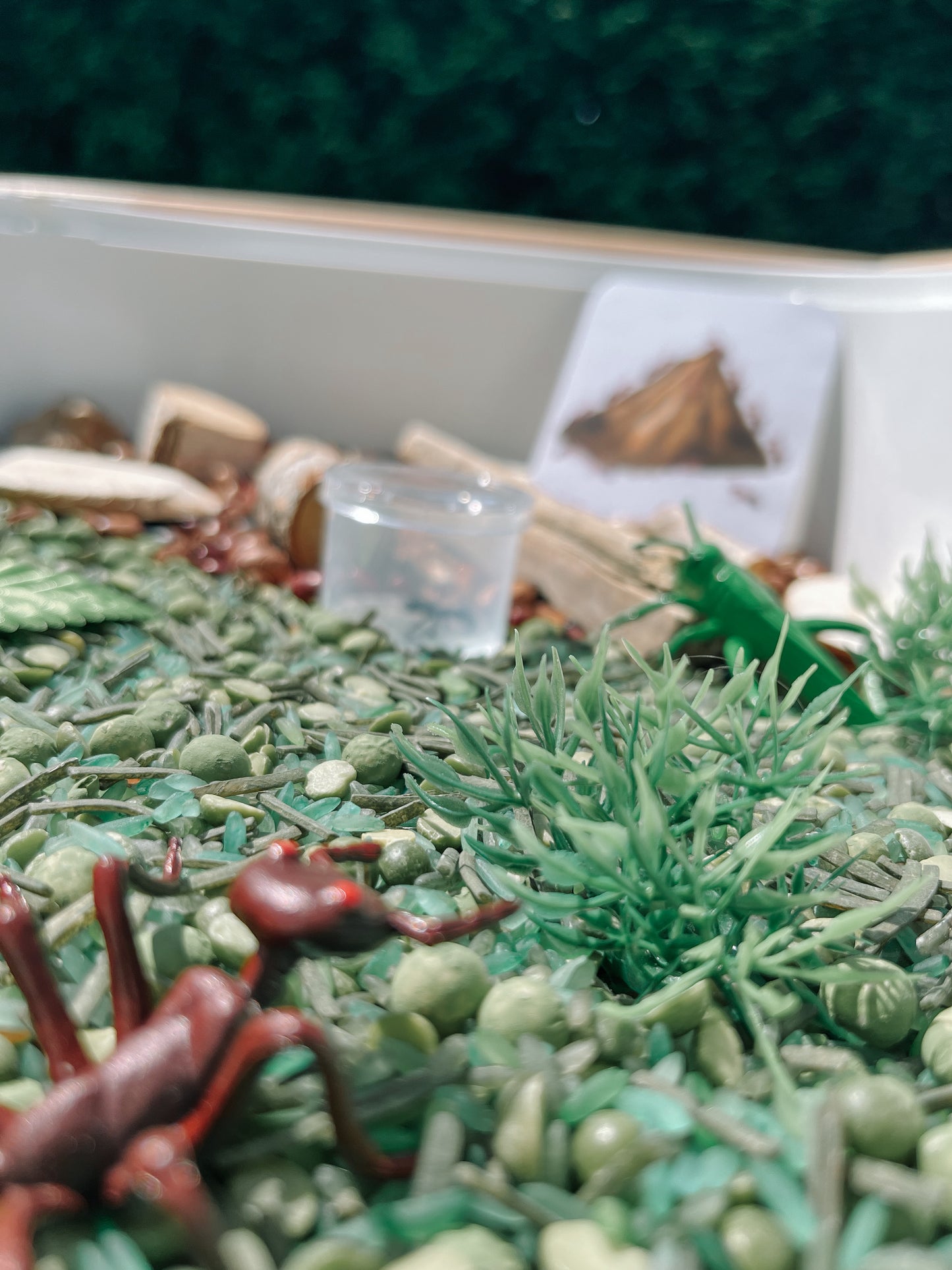 Boite sensorielle Insectes
