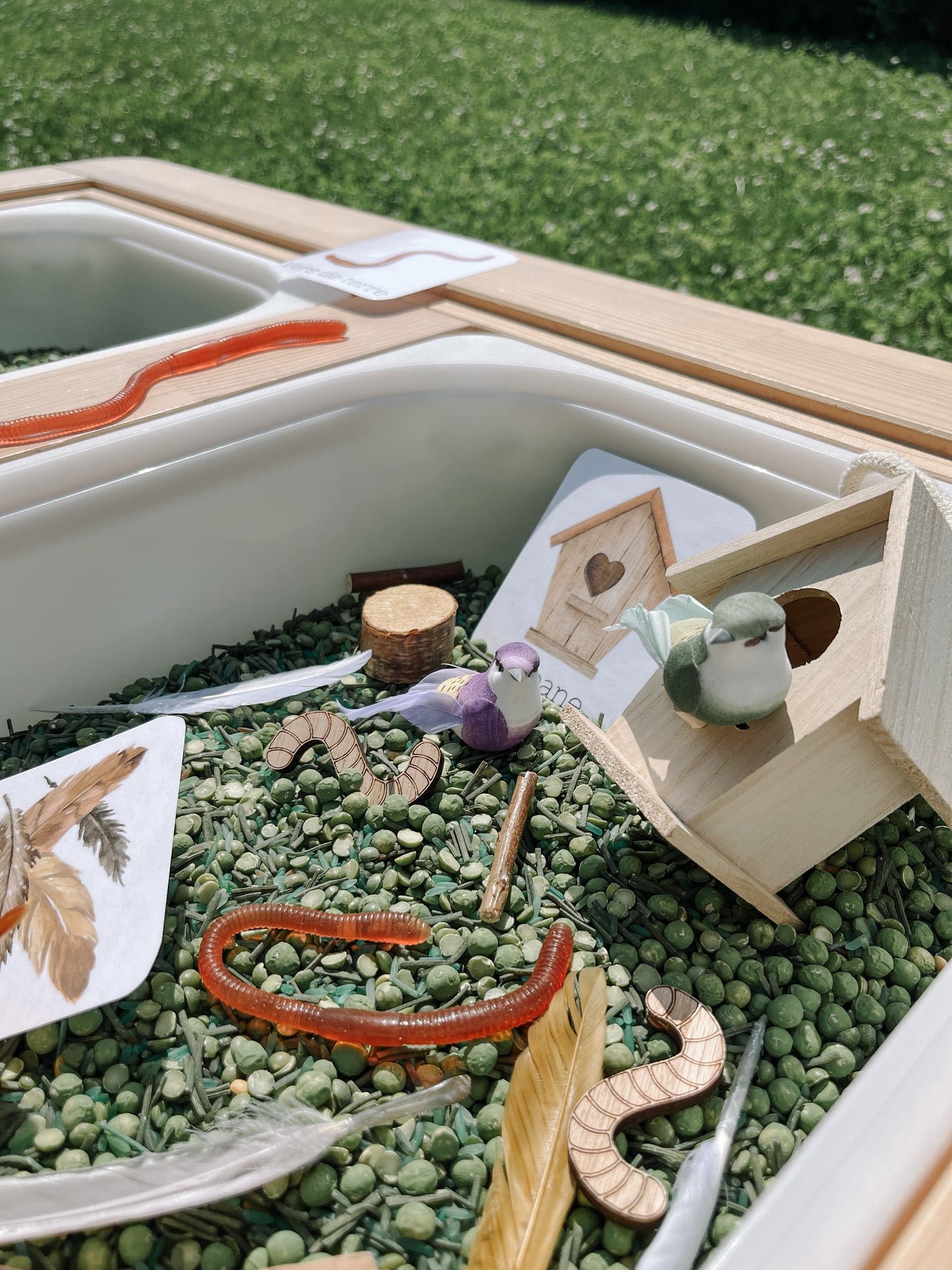 Boite sensorielle Oiseaux