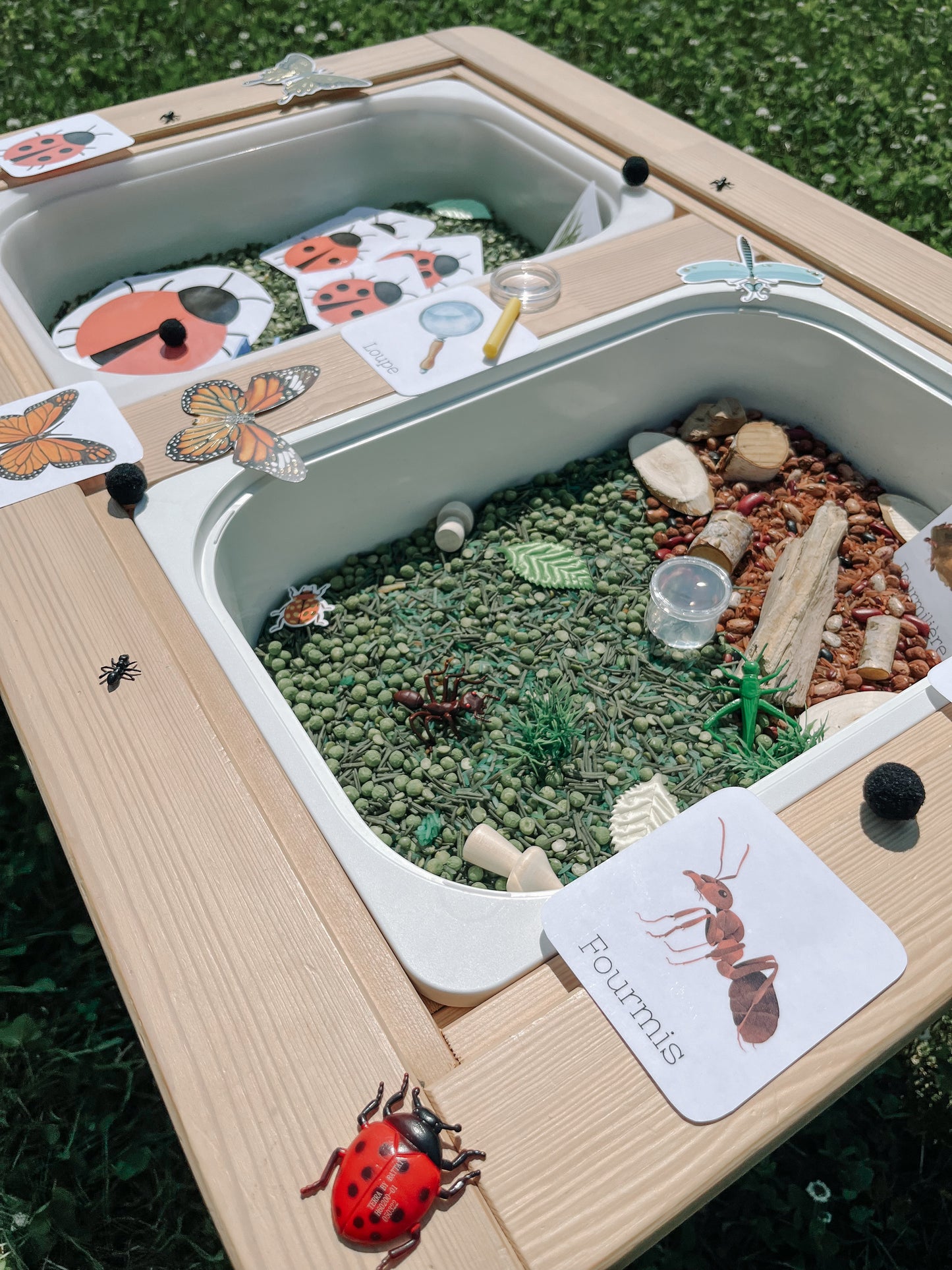Boite sensorielle Insectes