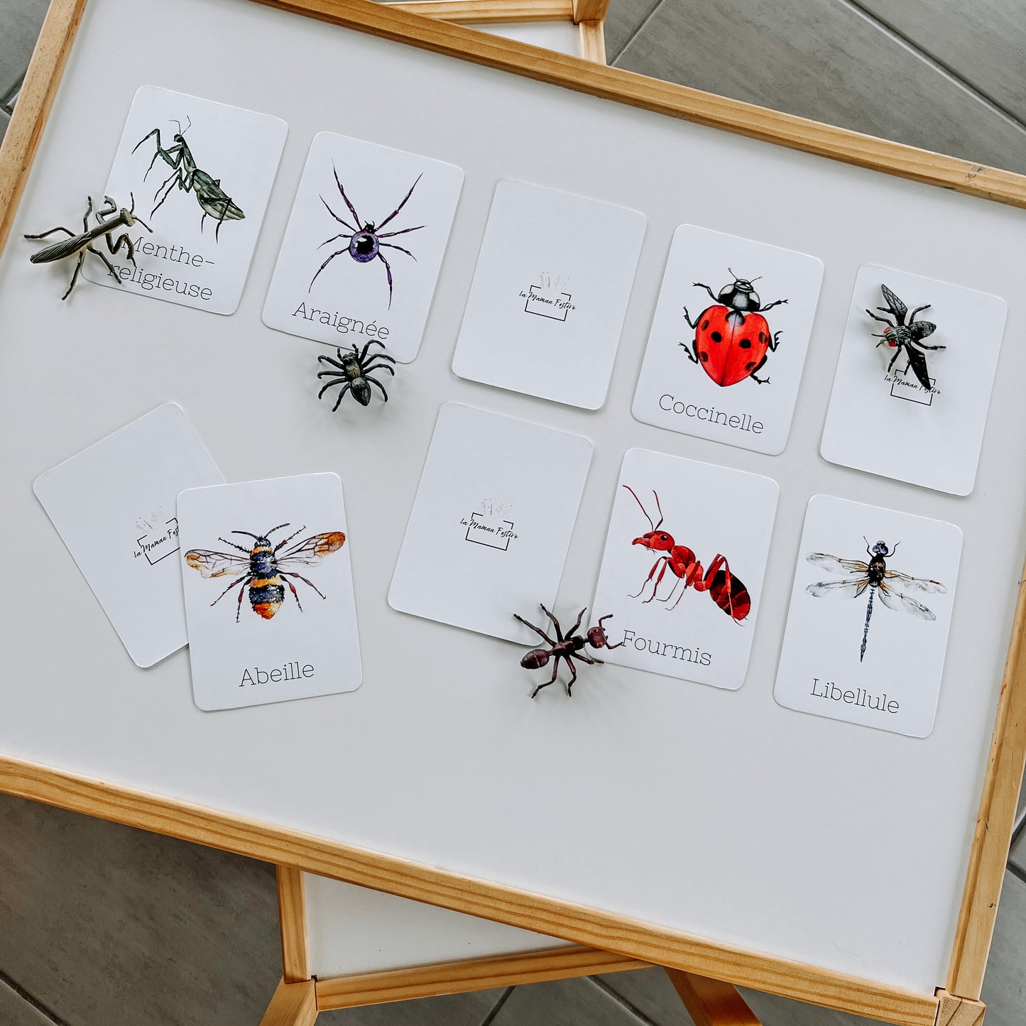 Cartes Insectes