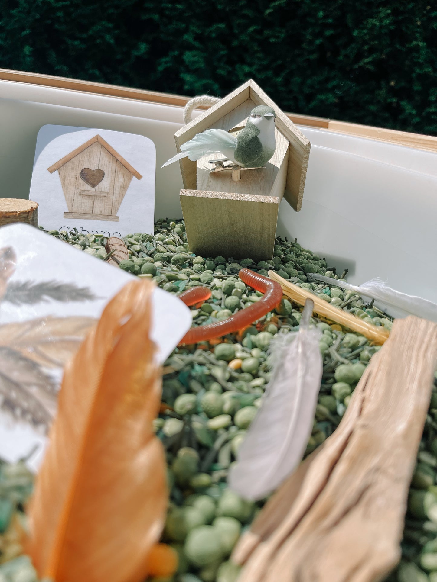 Boite sensorielle Oiseaux