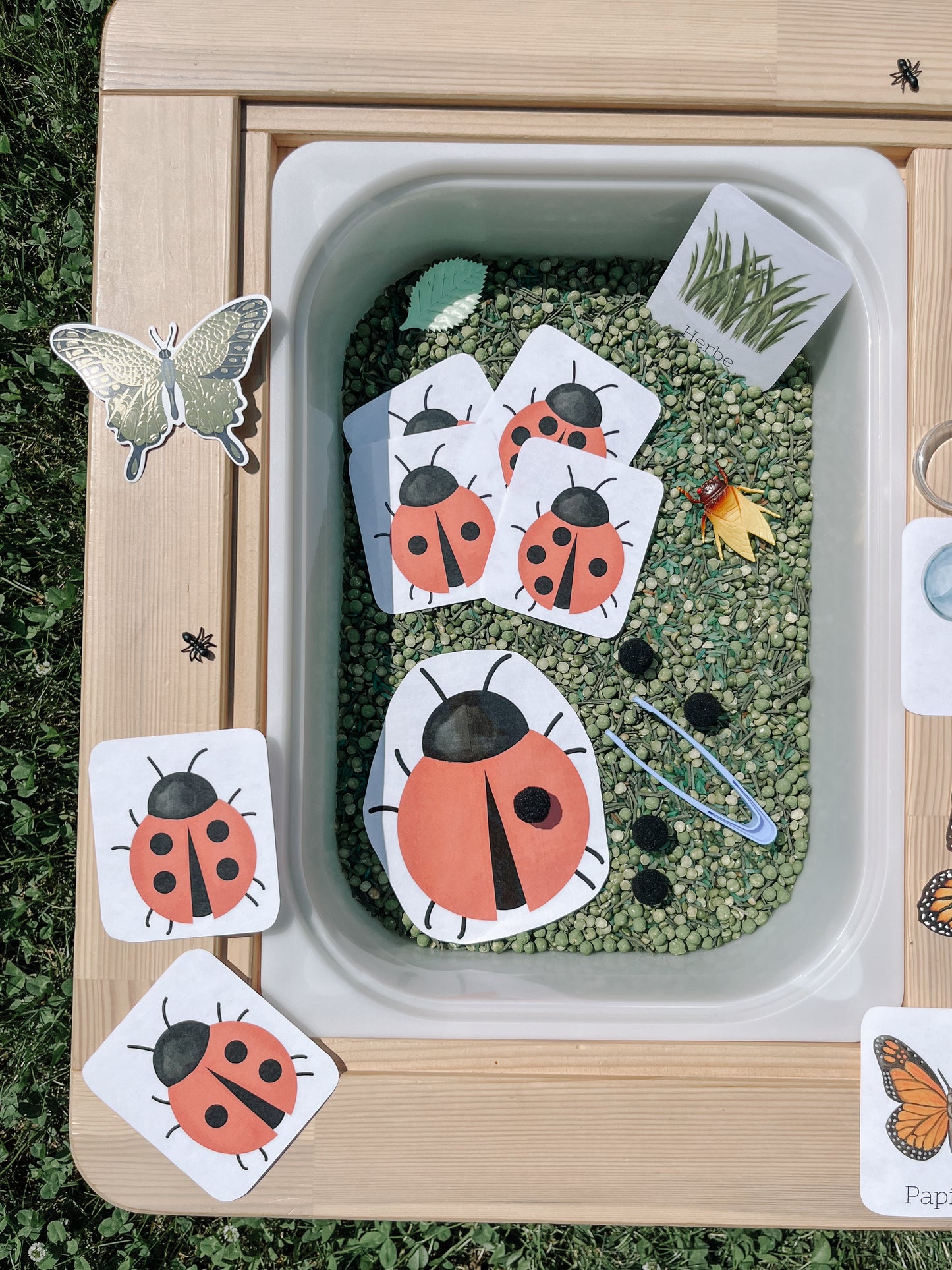 Boite sensorielle Insectes