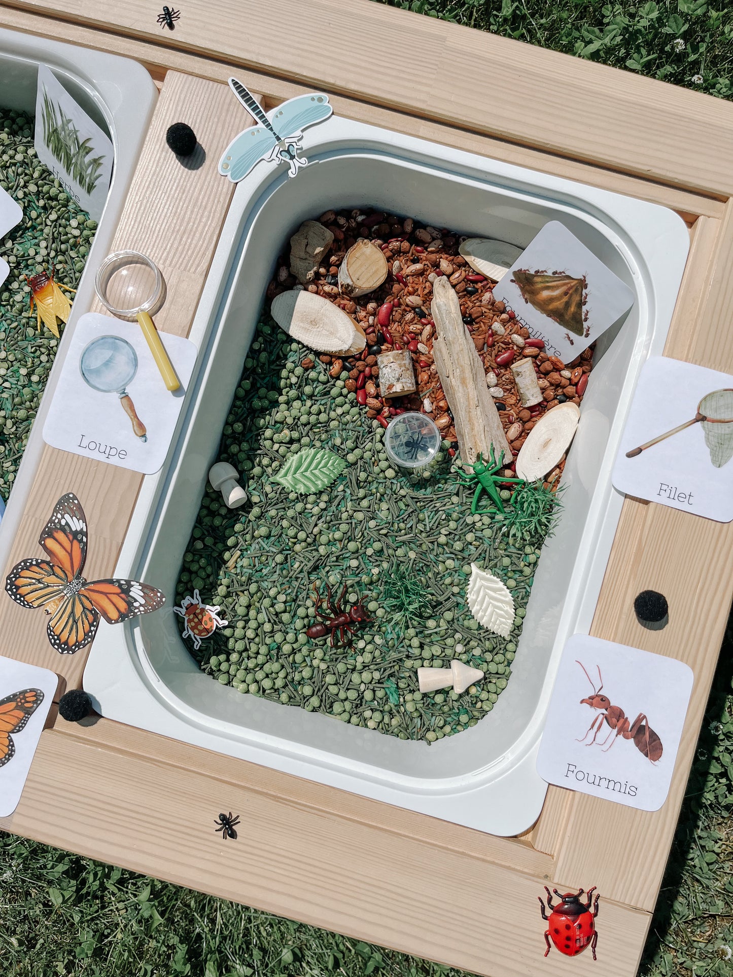 Boite sensorielle Insectes