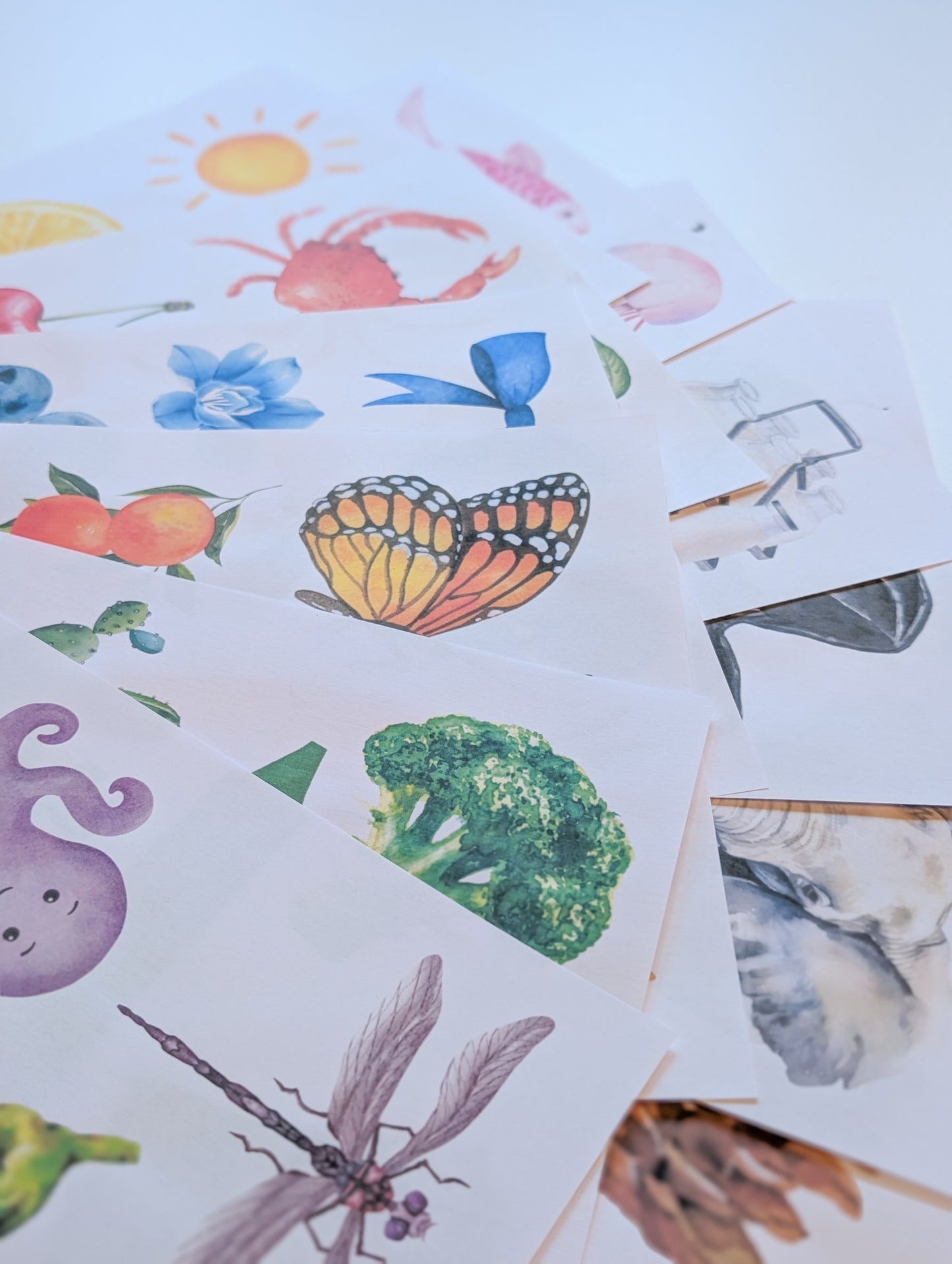 Boîte découverte Poupons (précommande 1er septembre)